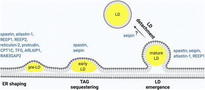 Lipid Droplets in the Pathogenesis of Hereditary Spastic Paraplegia